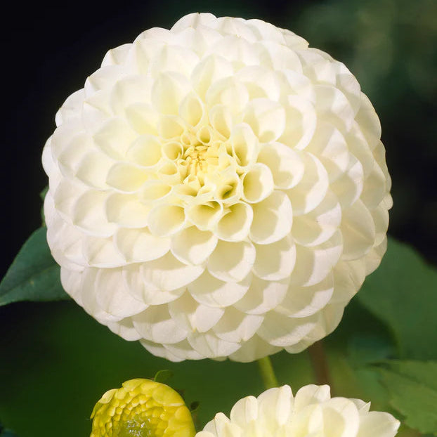 Dahlia Pompom 'White Aster'