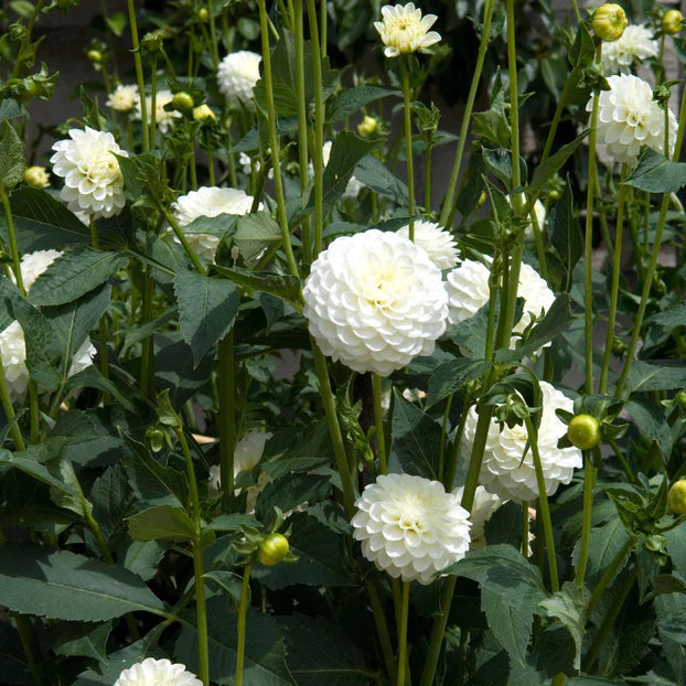 Dahlia Pompom 'White Aster'