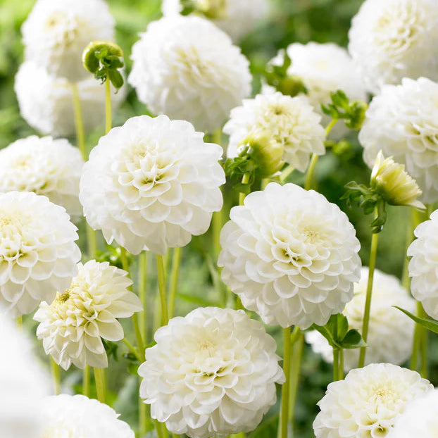 Dahlia Pompom 'White Aster'
