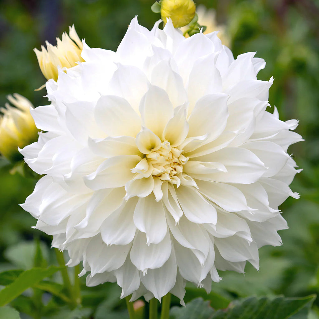 dahlia-white-perfection