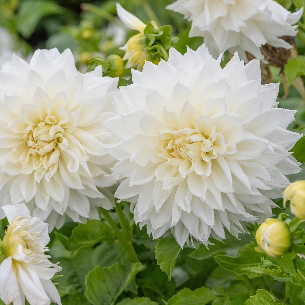dahlia-white-perfection