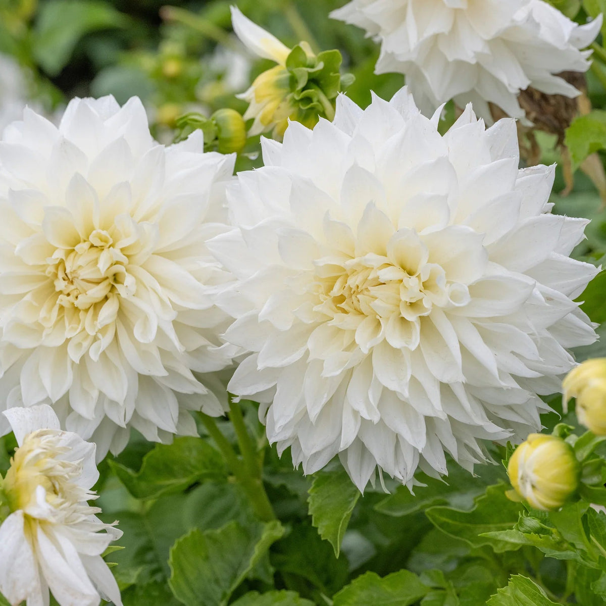 dahlia-white-perfection