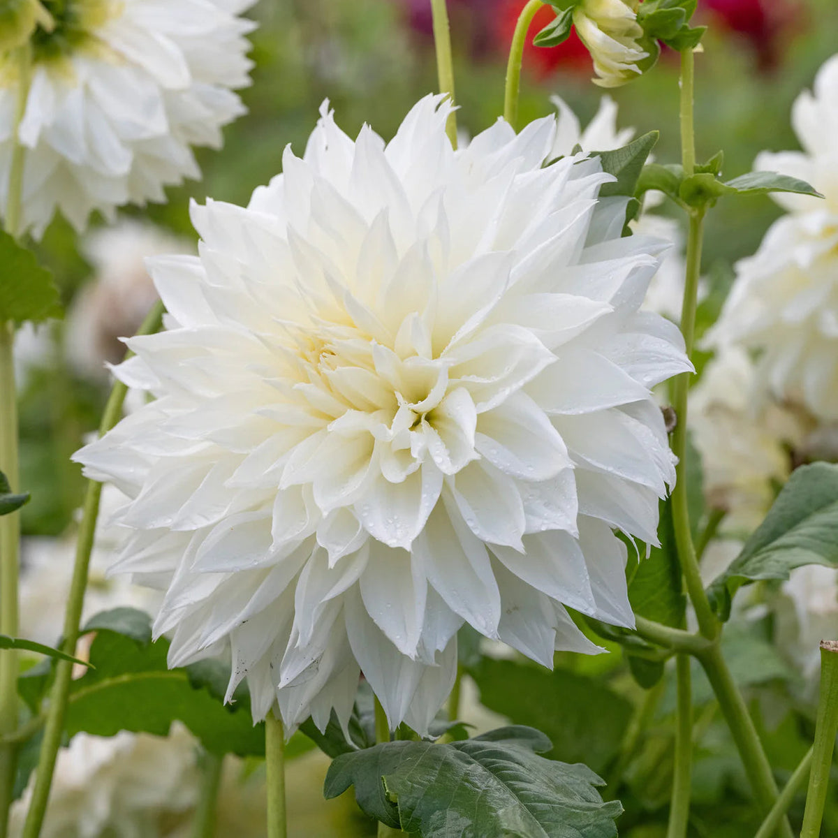 dahlia-white-perfection