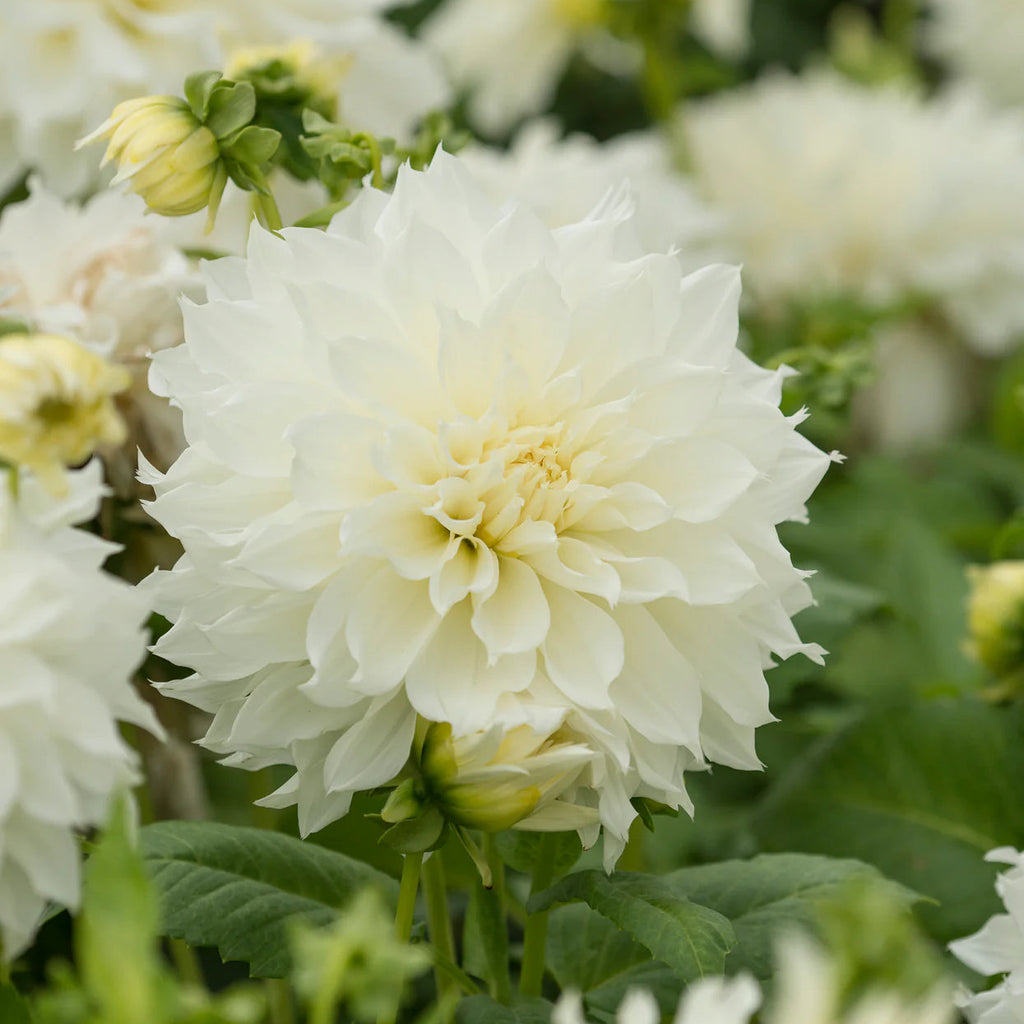 dahlia-white-perfection