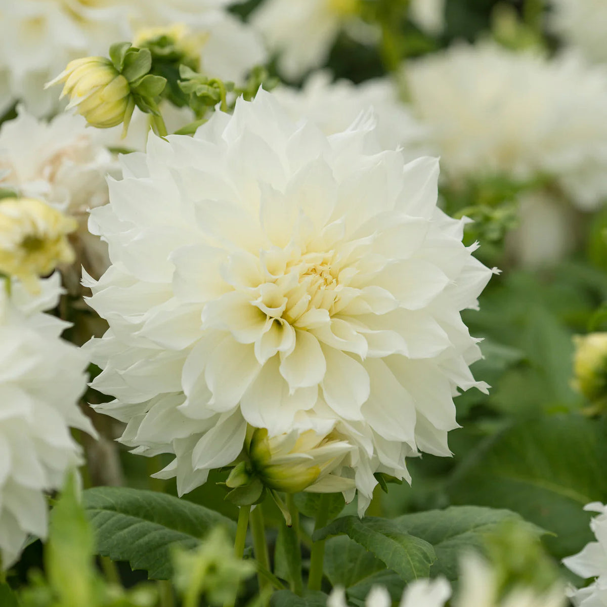 dahlia-white-perfection