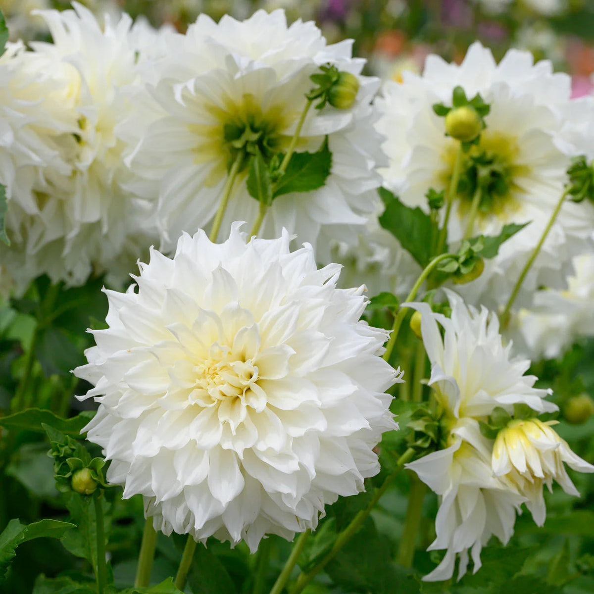 dahlia-white-perfection