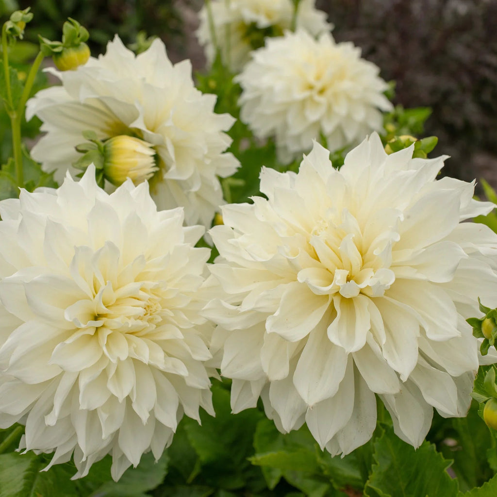 dahlia-white-perfection