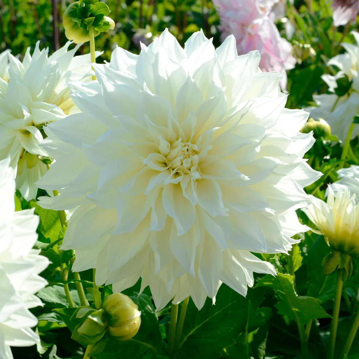 dahlia-white-perfection