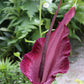Dracunculus vulgaris