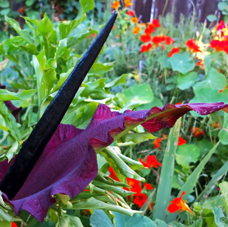 Dracunculus vulgaris