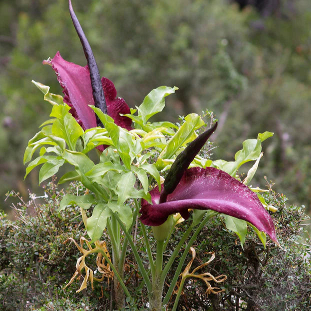 Dracunculus vulgaris