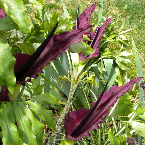 Dracunculus vulgaris