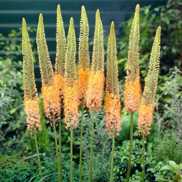 Eremurus bungei Imagen
