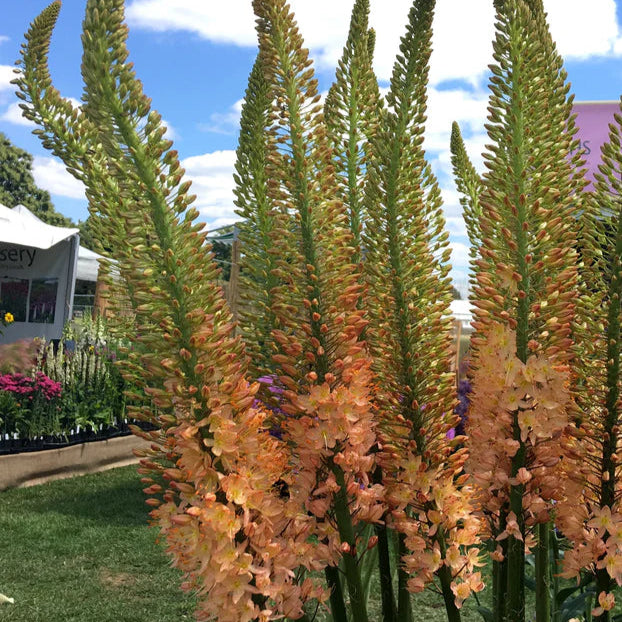 Eremurus bungei