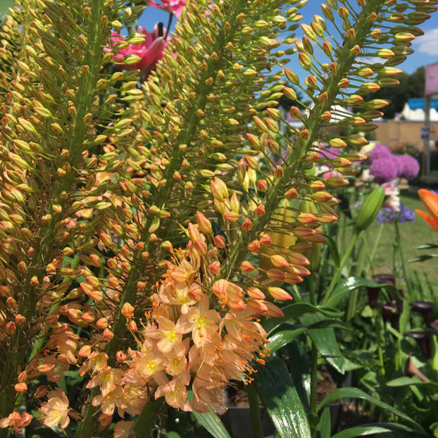 Eremurus bungei