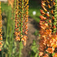 Eremurus bungei