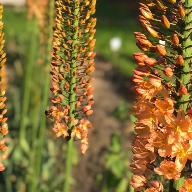 Eremurus bungei