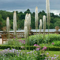 Eremurus himalaicus