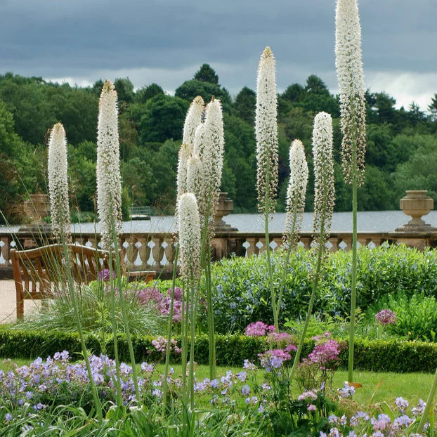 Eremurus himalaicus Image