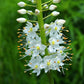 Eremurus himalaicus