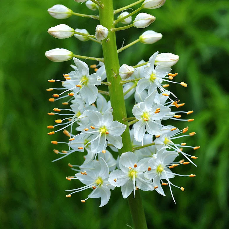 Eremurus himalaicus