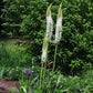 Eremurus himalaicus