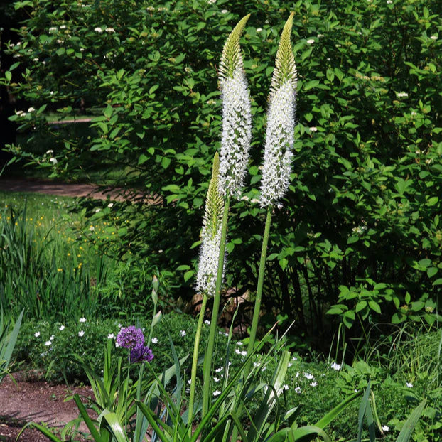Eremurus himalaicus