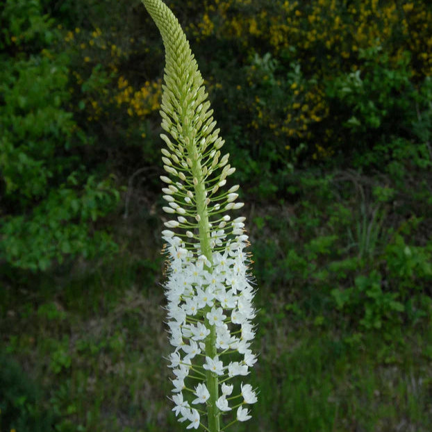 Eremurus himalaicus