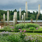 Eremurus himalaicus