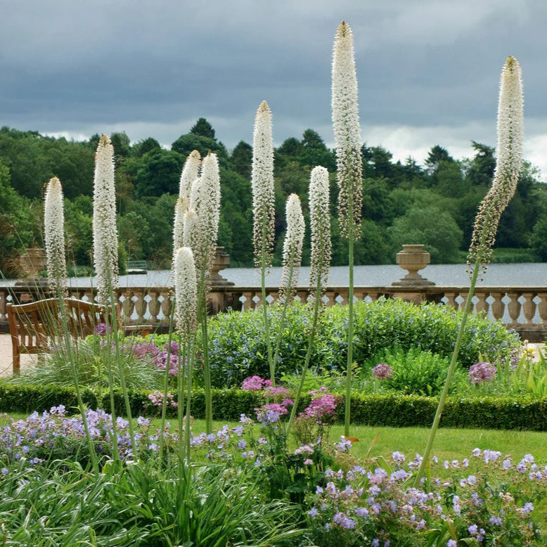 Eremurus himalaicus