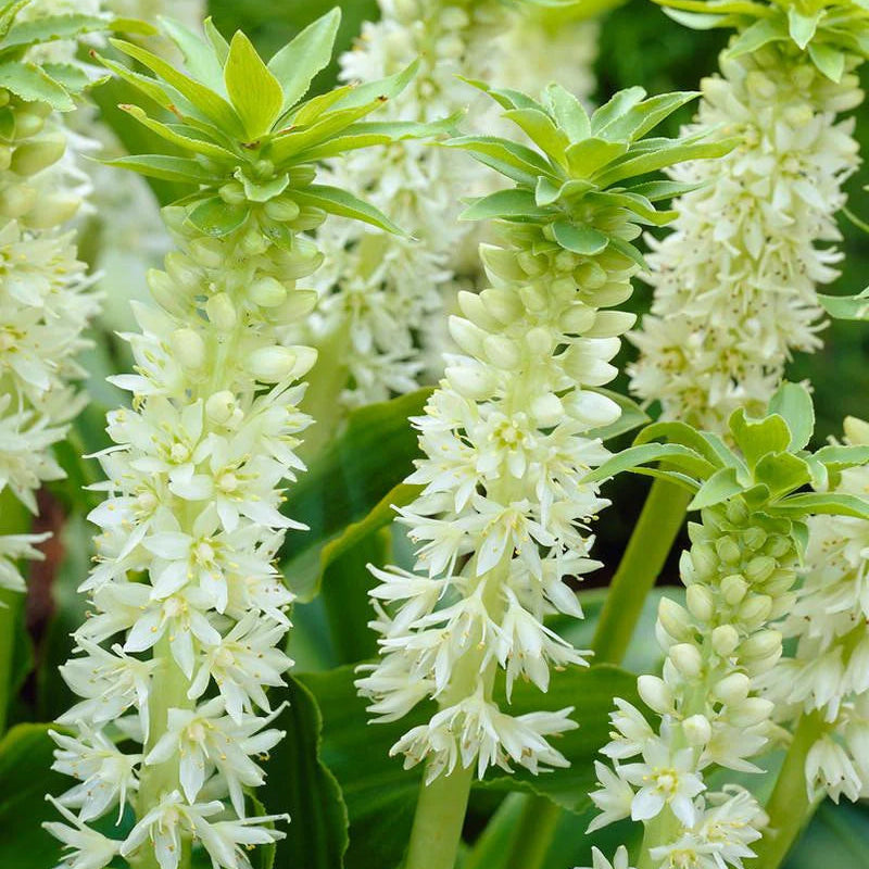 Eucomis Johannesburg