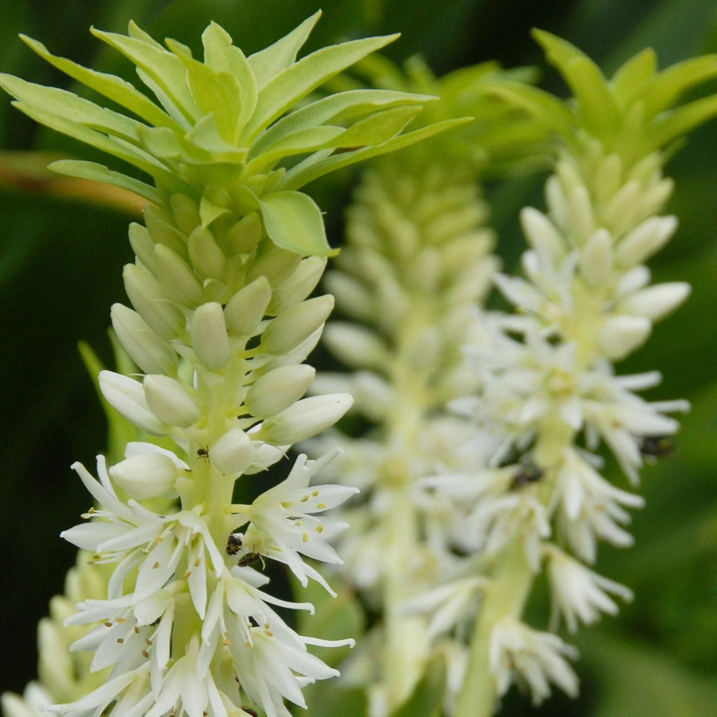 Eucomis Johannesburg