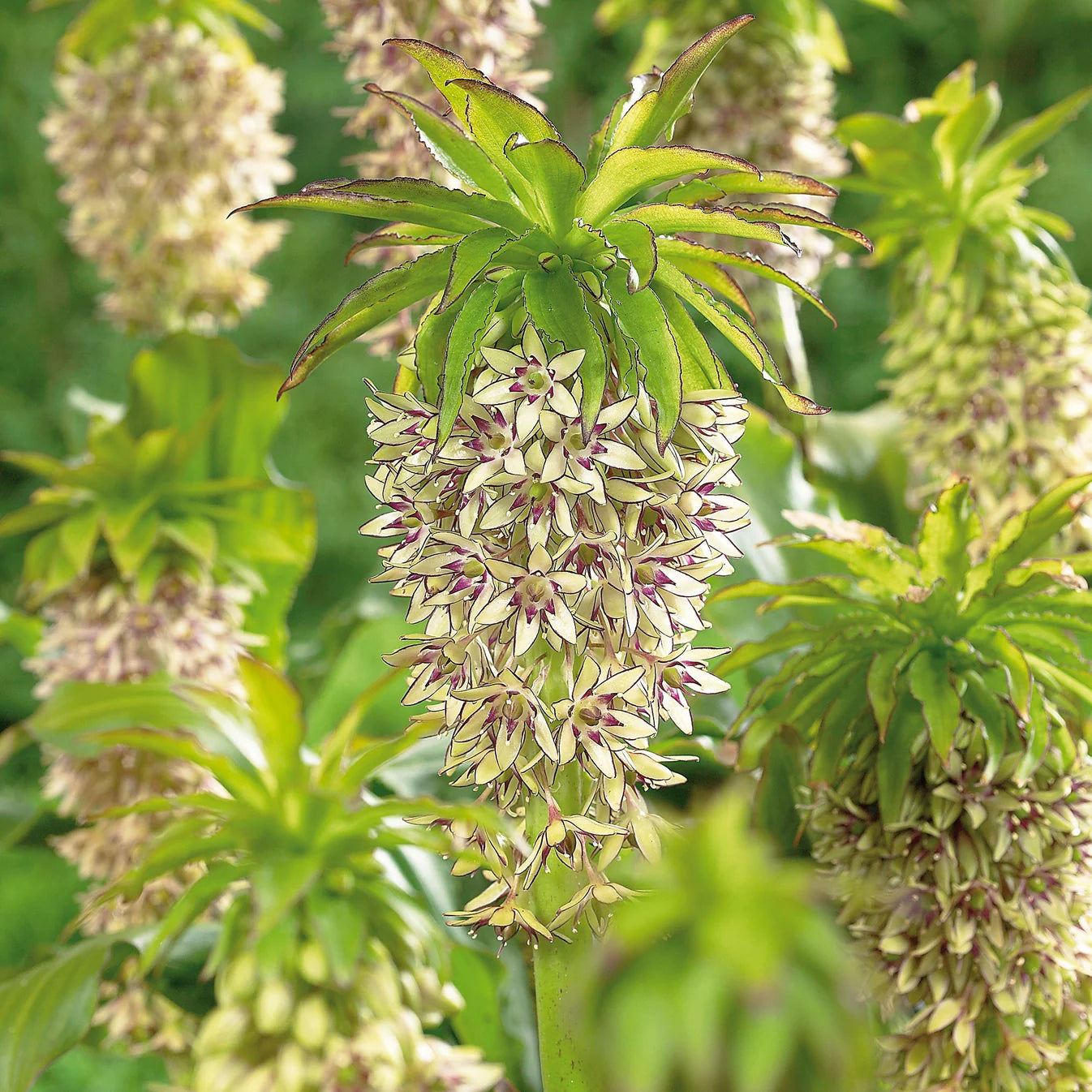 Eucomis Bicolor Imagen