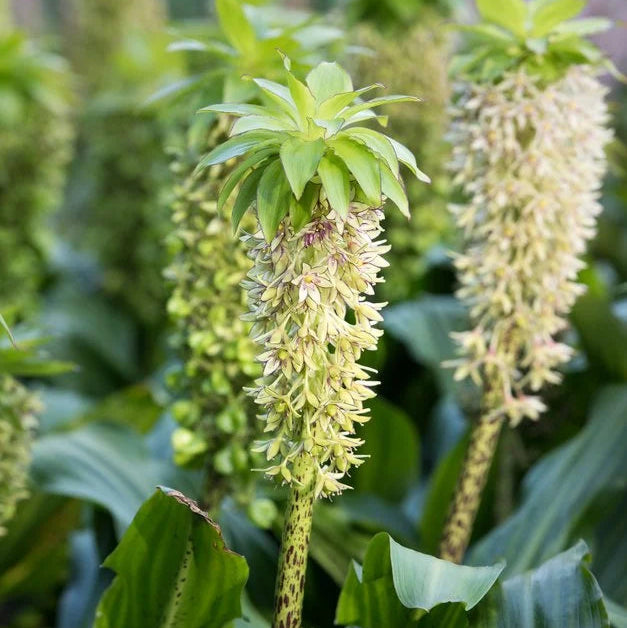 Eucomis Bicolor