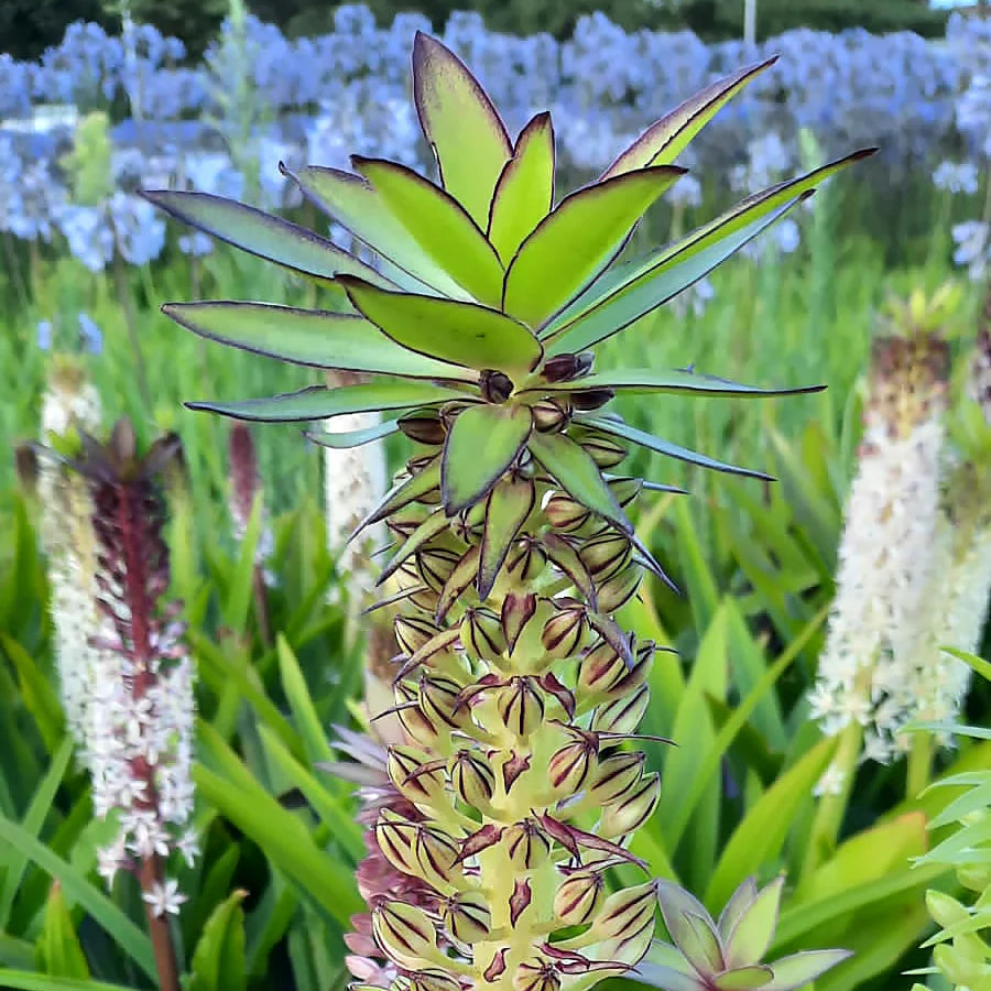 eucomis bicolor