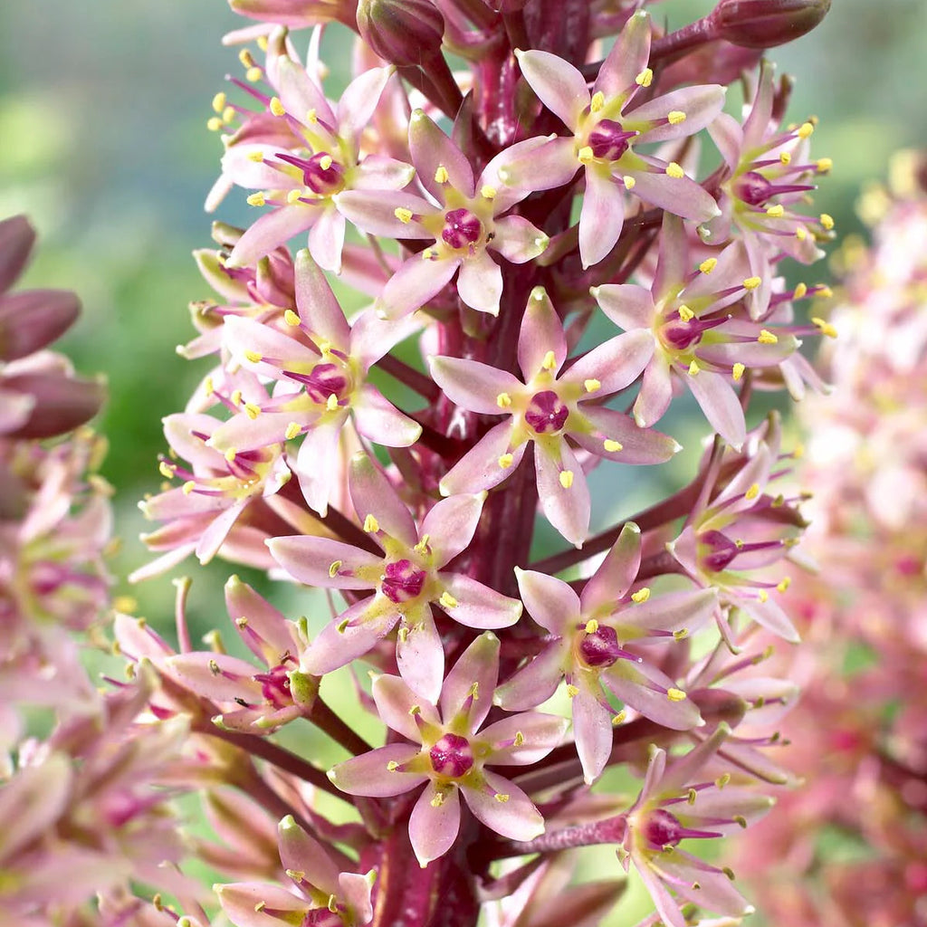 Eucomis Indian Summer