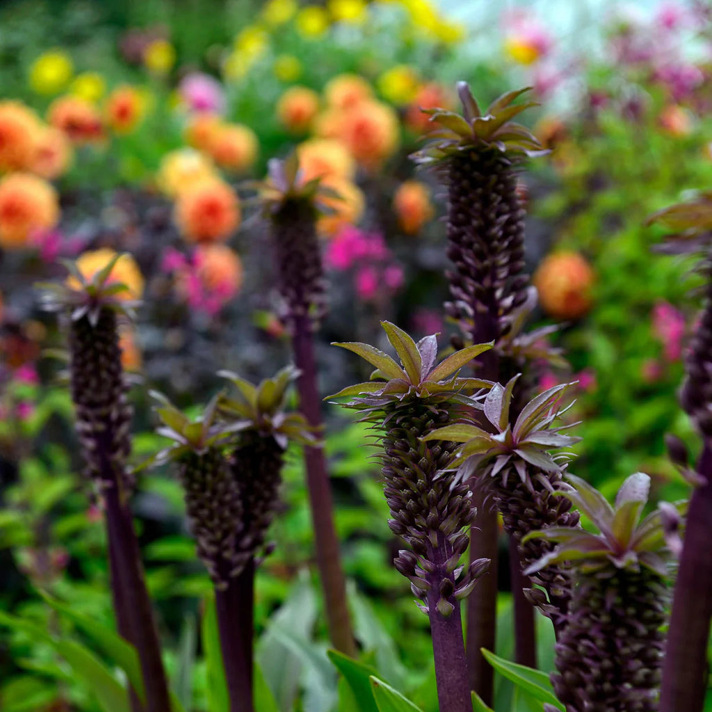 Eucomis Indian Summer
