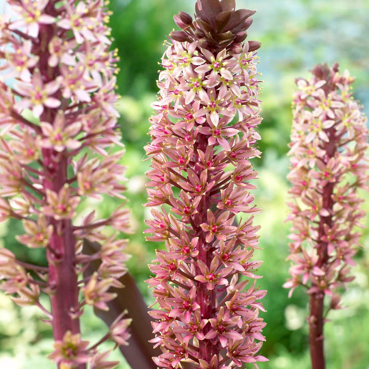 Eucomis Indian Summer