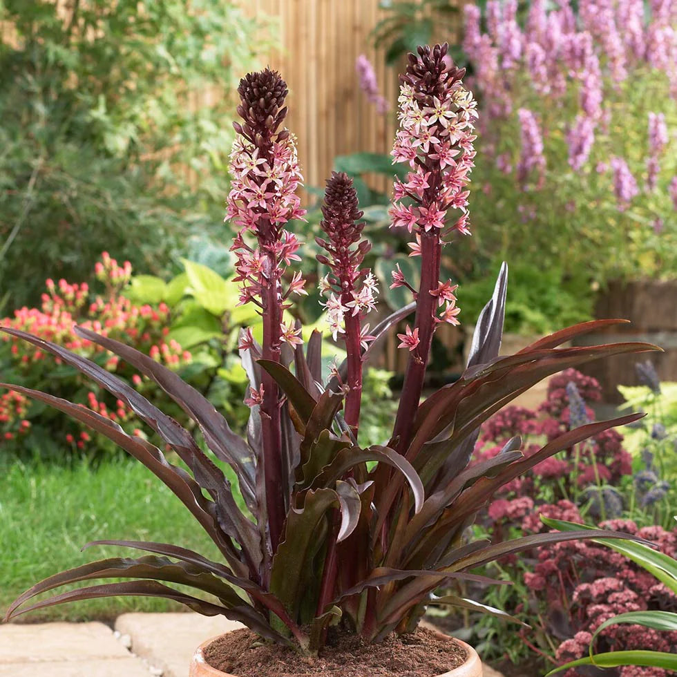 Eucomis Indian Summer