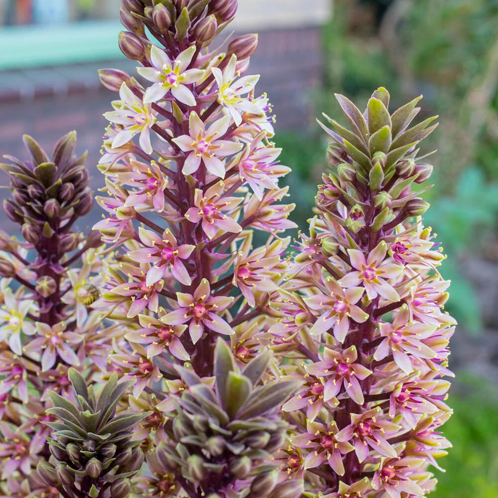 Eucomis Indian Summer