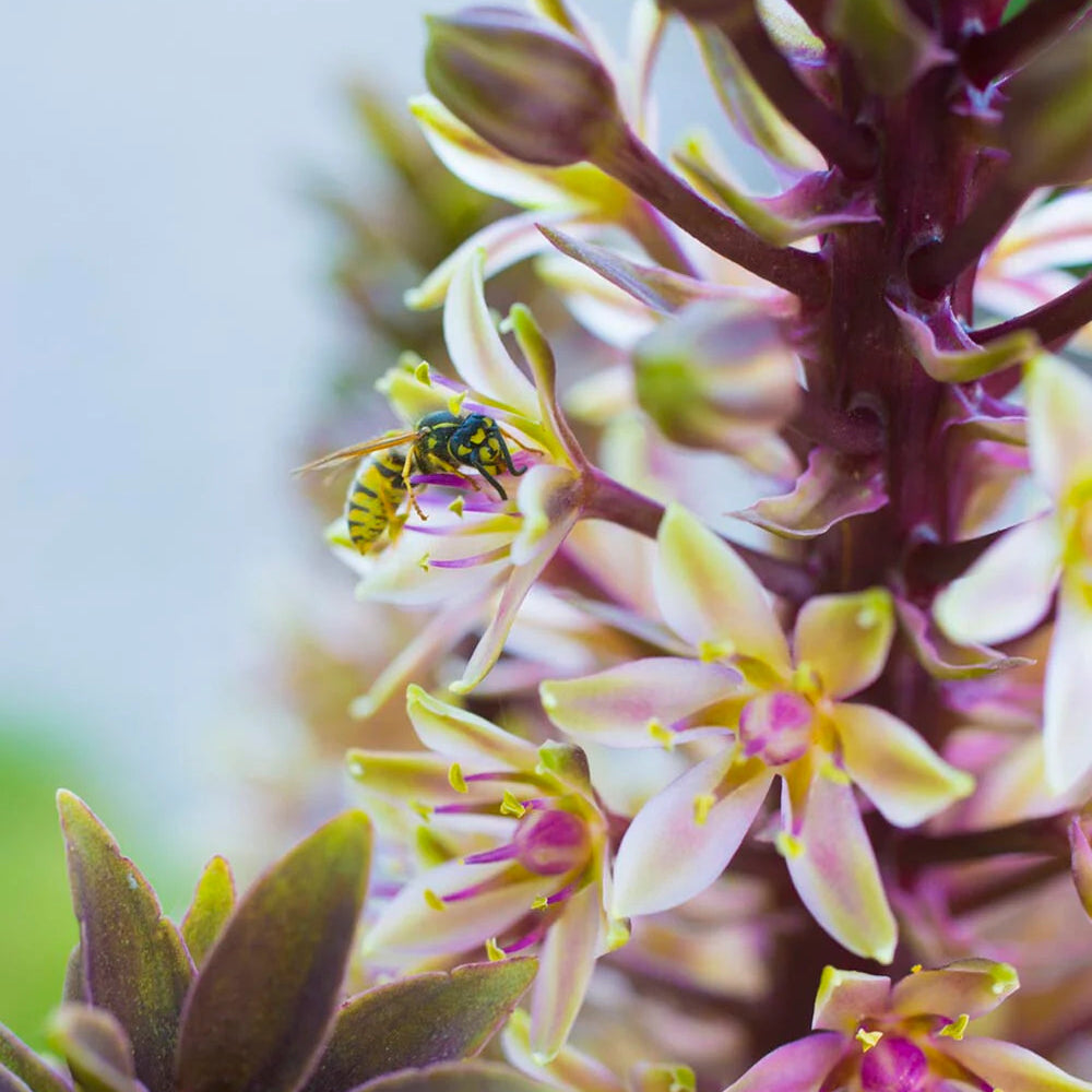 Eucomis Indian Summer
