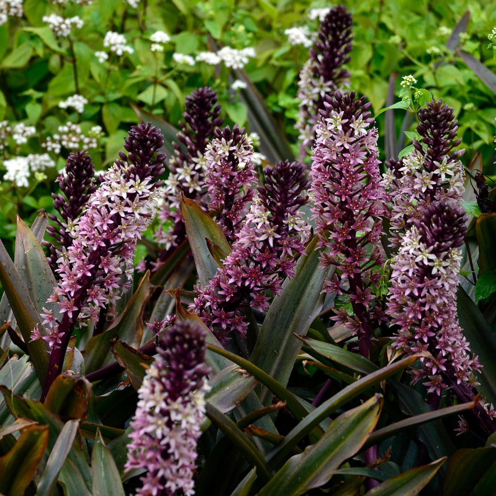 Eucomis Indian Summer