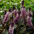 Eucomis Indian Summer