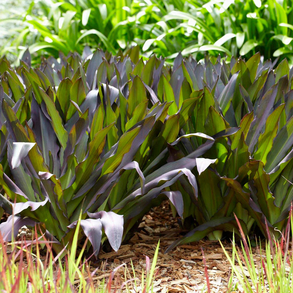 Eucomis Indian Summer