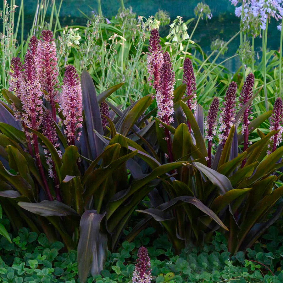 Eucomis Indian Summer