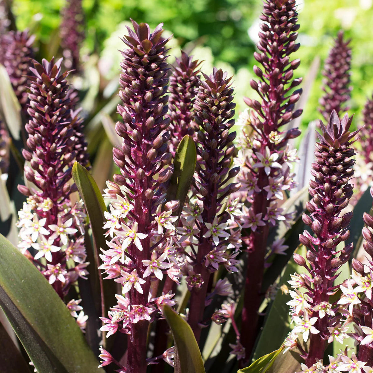 Eucomis Indian Summer