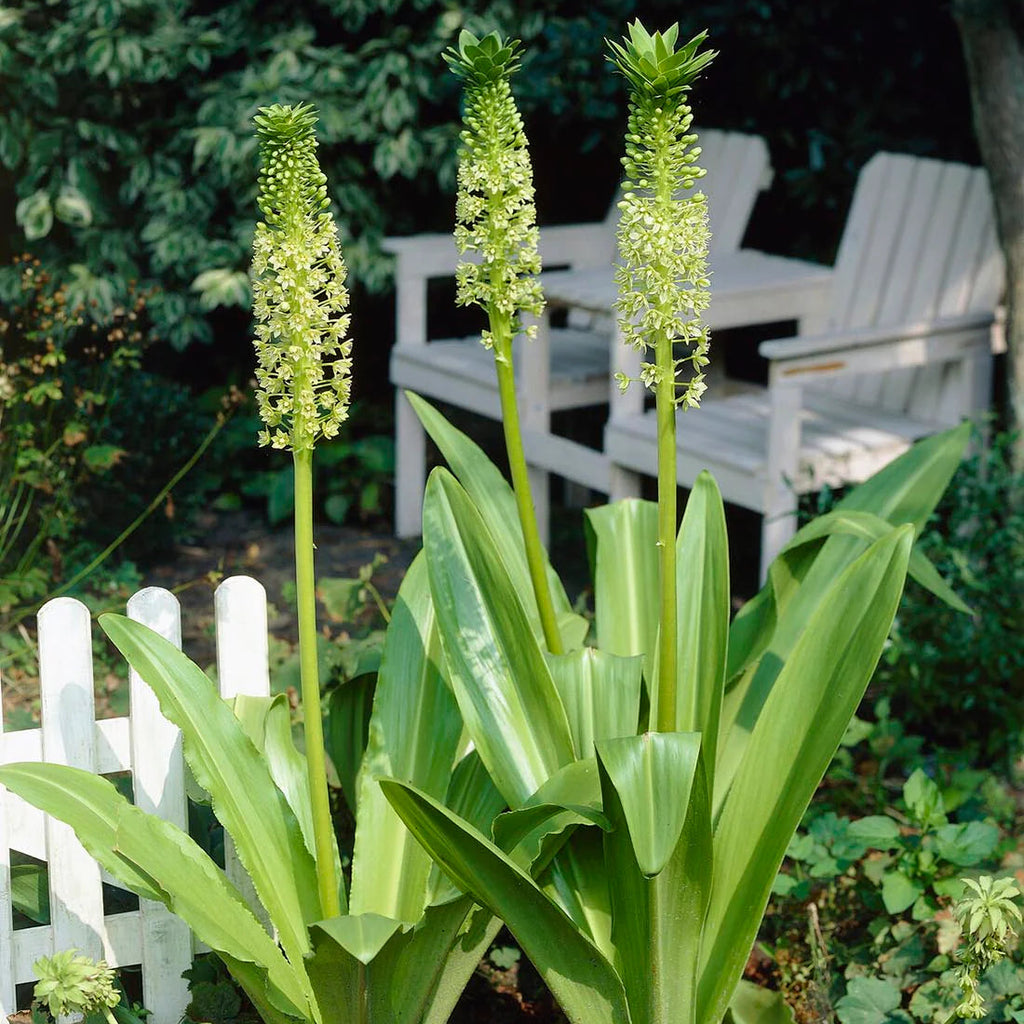 Eucomis Pole Evansii