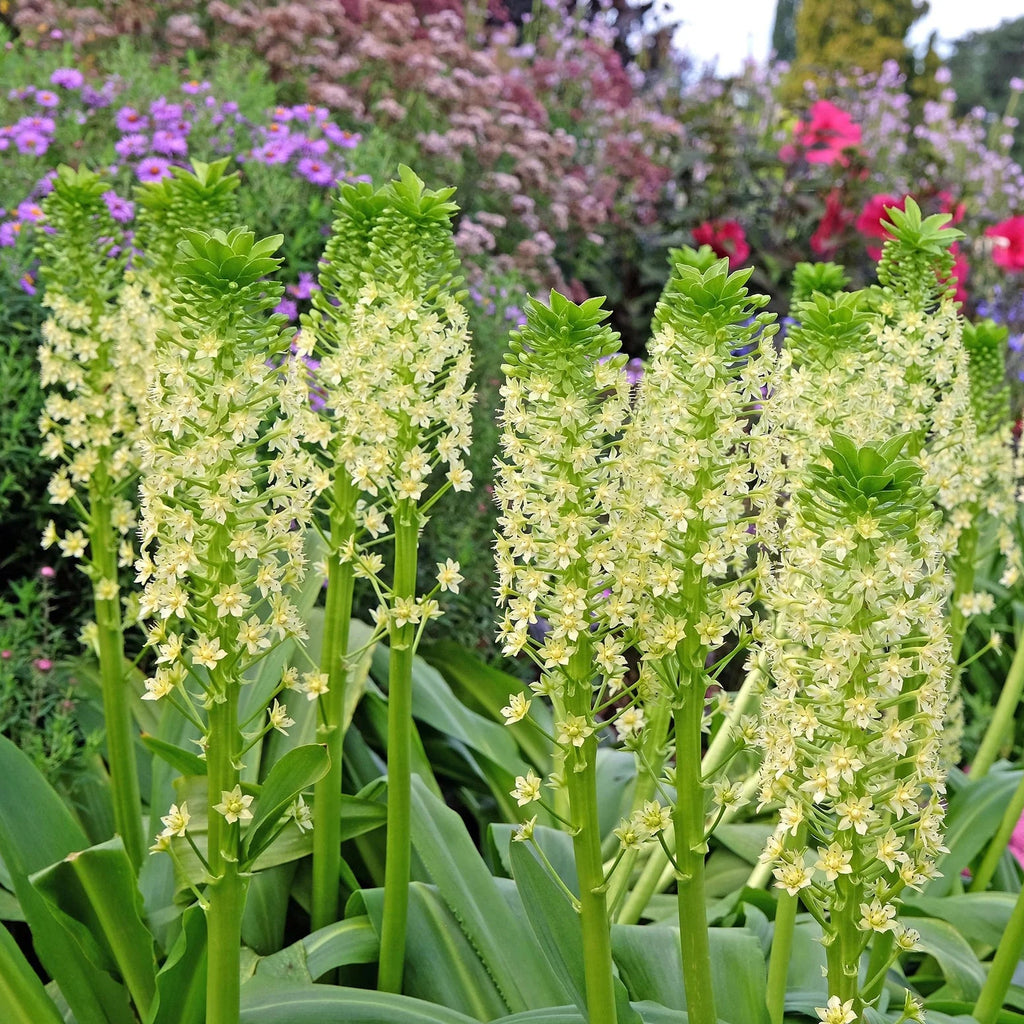 Eucomis Pole Evansii