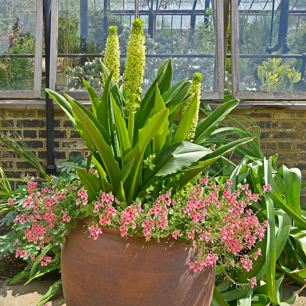 Eucomis Pole Evansii