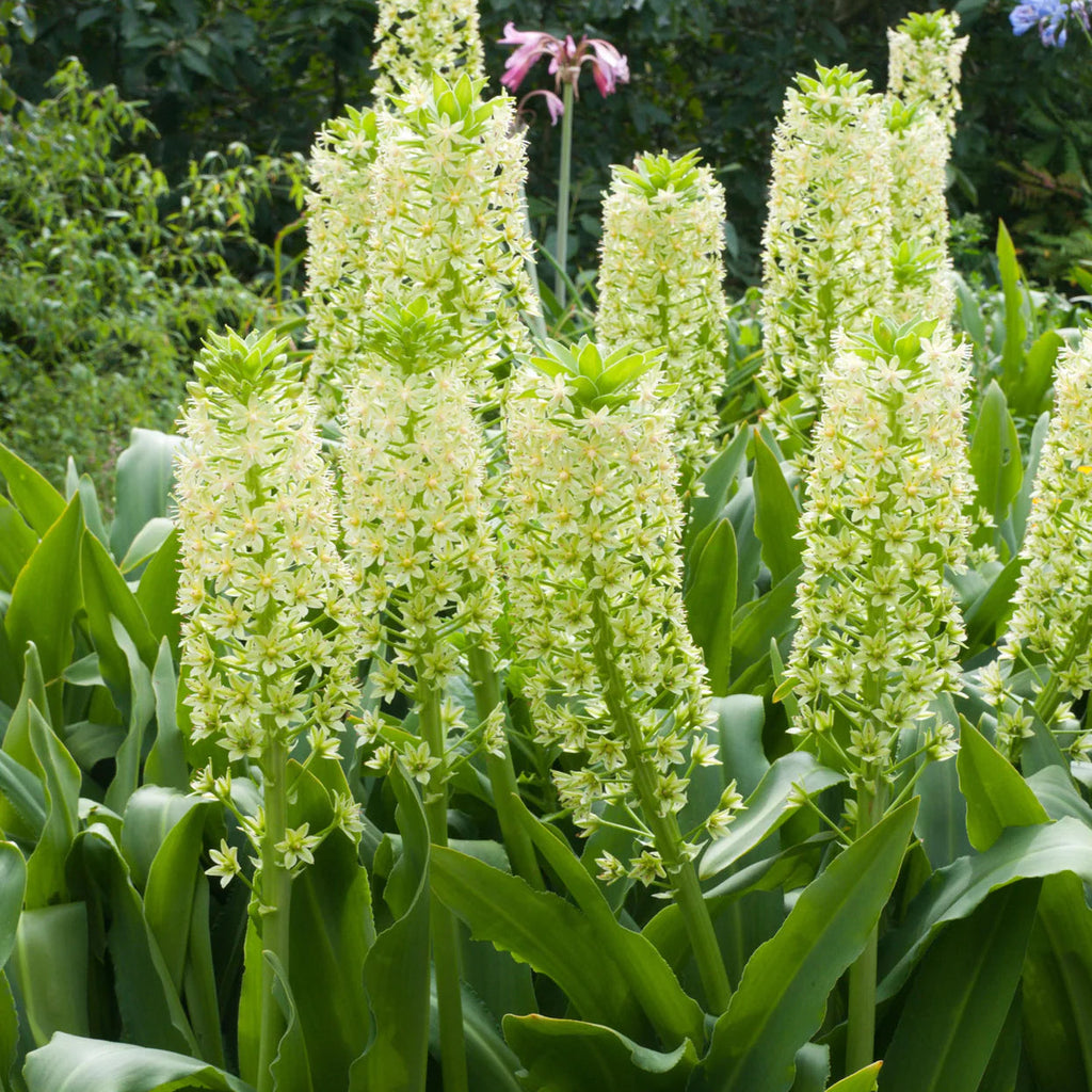 Eucomis Pole Evansii